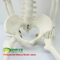 SKELETON06 (12366) Medical Science Classic Medical Anatomy Standard 85cm Humans Skeleton Model Manikin